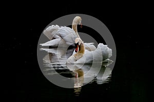 Swans pair dances synchronously and gracefully on lake on dark background