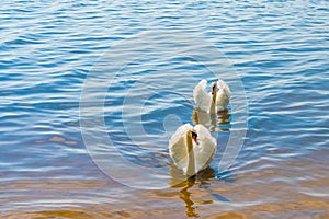 White swans on the nature of the reservoir