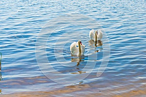 White swans on the nature of the reservoir