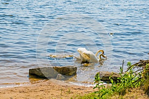 White swans on the nature of the reservoir