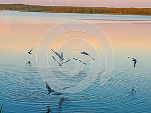 White swans on the nature of the reservoir