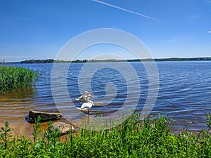 White swans on the nature of the reservoir