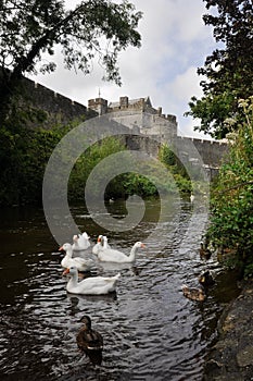 White swans near Cahir castle, Ireland photo