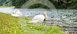White swans near river and forest, scenic of Pang Oung lake, Mae Hong Son, Thailand. travel and vacation concept