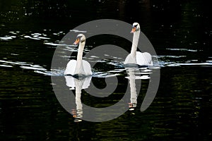 White swans pair synchronously swimming on lake