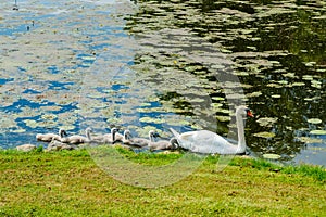 White swans in the park of Egeskov castle, Denmark