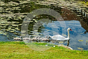 White swans in the park of Egeskov castle, Denmark