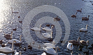 White Swans. River Sunset Swan