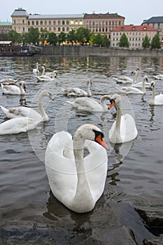 White swans on the river Vltava next to the Charles Bridge, Prague, Czech Republic. Tourism attraction