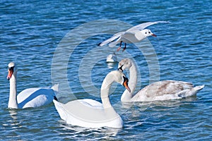 White swans and seagul photo