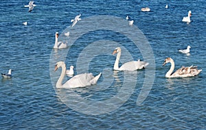 White swans and seagul photo