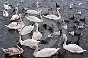 White swans, seagulls and coots
