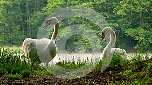 White swans on the shore of the lake.