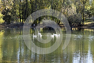 White swans in a small lake in Bundek city park