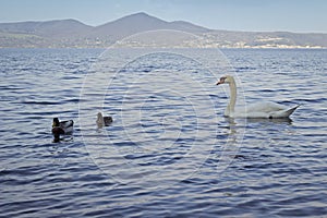 White swans and small Mallards swim in the lake of Bracciano