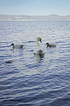 White swans and small Mallards swim in the lake of Bracciano