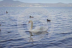 White swans and small Mallards swim in the lake of Bracciano
