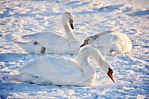 White swans on the snowy beach at the baltic sea in gdynia Poland