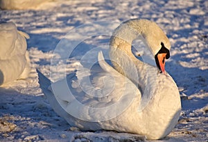 White swans on the snowy beach at the baltic sea in gdynia Poland