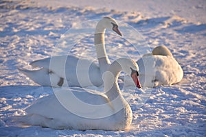 White swans on the snowy beach at the baltic sea in gdynia Poland