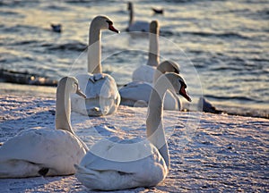 White swans on the snowy beach at the baltic sea in gdynia Poland