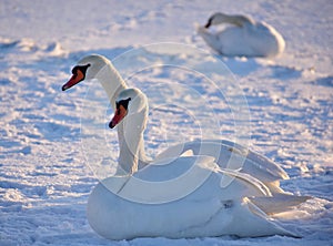 White swans on the snowy beach at the baltic sea in gdynia Poland