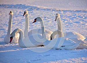 White swans on the snowy beach at the baltic sea in gdynia Poland