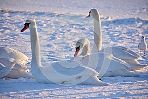 White swans on the snowy beach at the baltic sea in gdynia Poland