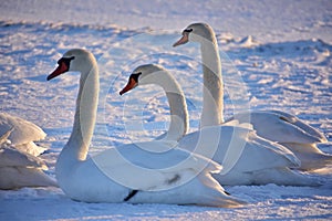 White swans on the snowy beach at the baltic sea in gdynia Poland