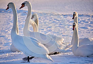 White swans on the snowy beach at the baltic sea in gdynia Poland