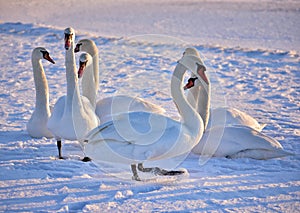 White swans on the snowy beach at the baltic sea in gdynia Poland