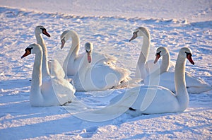 White swans on the snowy beach at the baltic sea in gdynia Poland