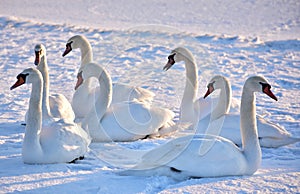 White swans on the snowy beach at the baltic sea in gdynia Poland