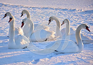 White swans on the snowy beach at the baltic sea in gdynia Poland