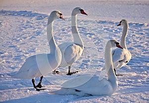 White swans on the snowy beach at the baltic sea in gdynia Poland