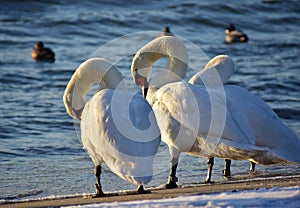 White swans on the snowy beach at the baltic sea in gdynia Poland