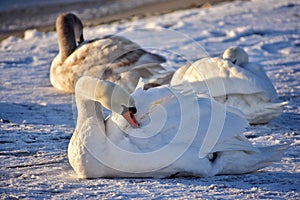 White swans on the snowy beach at the baltic sea in gdynia Poland