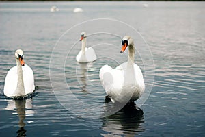White swans stand in the water against the backdrop of the lake