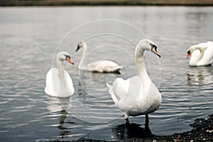 White swans stand in the water against the backdrop of the lake