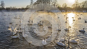 White swans swim in an ice-free lake at sunset.