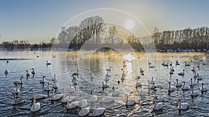 White swans swim in an ice-free lake at sunset.