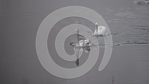 White swans swim in the misty autumn morning in the lake. Autumn lake in a foggy park. Swans on the lake.