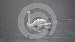 White swans swim in the misty autumn morning in the lake. Autumn lake in a foggy park. Swans on the lake.