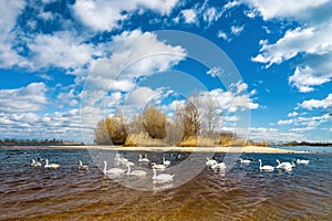 White swans swim in the wavy river on a sunny spring day