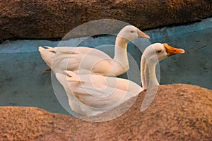 White Swans swimming away in tandem in a blue pond curve sandstone edge