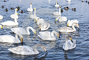 White swans swimming in the nonfreezing winter lake