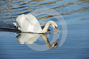 White swans swimming in the river.