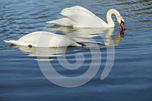 White swans swimming in the river.