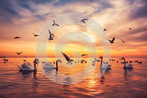 White swans swimming in the sea water and flying seagulls in the sky ,sunrise shot