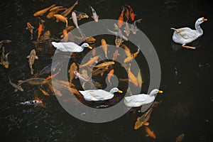 White swans swims in the pond